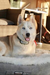 DSC07691 Bear dog for adoption