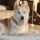 Bear dog for adoption